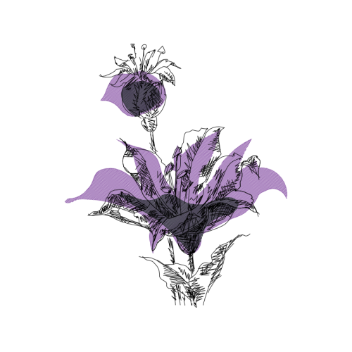 Monocotyledon Wedding Monocotyledon Wedding