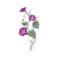 Moth Orchids Wedding