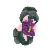 Moth Orchids Wedding Moth Orchids Wedding