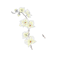 Moth Orchids Wedding