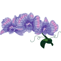 Moth Orchids Wedding