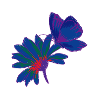 Orchids Wedding Orchids Wedding