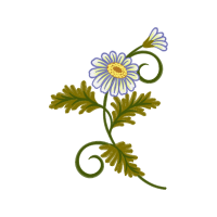 Oxeye Daisy Wedding Oxeye Daisy Wedding