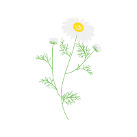 Oxeye Daisy Wedding Oxeye Daisy Wedding