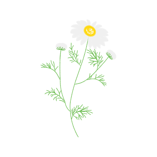 Oxeye Daisy Wedding Oxeye Daisy Wedding