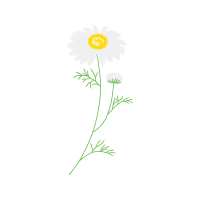 Oxeye Daisy Wedding Oxeye Daisy Wedding