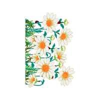 Oxeye Daisy Wedding Oxeye Daisy Wedding