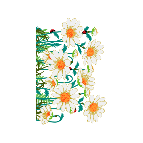 Oxeye Daisy Wedding Oxeye Daisy Wedding