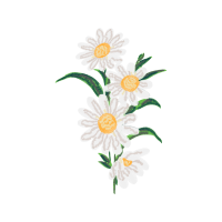 Oxeye Daisy Wedding Oxeye Daisy Wedding