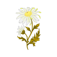 Oxeye Daisy Wedding Oxeye Daisy Wedding