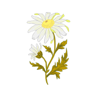 Oxeye Daisy Wedding Oxeye Daisy Wedding