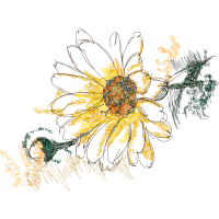 Oxeye Daisy Wedding Oxeye Daisy Wedding