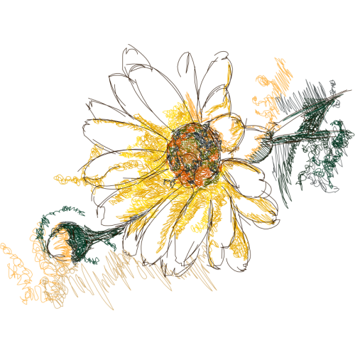 Oxeye Daisy Wedding Oxeye Daisy Wedding