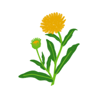 Pot Marigold Wedding Pot Marigold Wedding