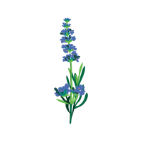 Pride Of Madeira Wedding