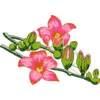 Rhododendron Wedding Rhododendron Wedding