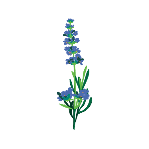 Rosa Glauca Wedding Rosa Glauca Wedding