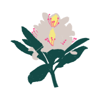 Rosa Glauca Wedding Rosa Glauca Wedding