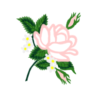 Rosa Glauca Wedding Rosa Glauca Wedding