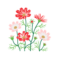 Rosa Glauca Wedding Rosa Glauca Wedding