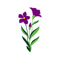 Rosa Glauca Wedding Rosa Glauca Wedding