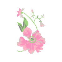 Rosa Glauca Wedding Rosa Glauca Wedding