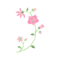 Rosa Glauca Wedding Rosa Glauca Wedding