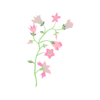 Rosa Glauca Wedding Rosa Glauca Wedding