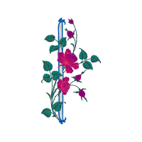 Rosa Glauca Wedding Rosa Glauca Wedding