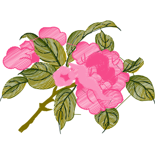 Rosa Glauca Wedding Rosa Glauca Wedding