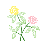 Rosa Glauca Wedding Rosa Glauca Wedding