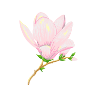 Saucer Magnolia Wedding