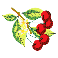 Seedless Fruit Wedding