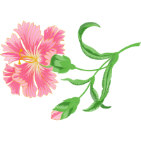 Shoeblackplant Wedding Shoeblackplant Wedding