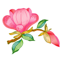 Silver Slipper Orchid Wedding Silver Slipper Orchid Wedding