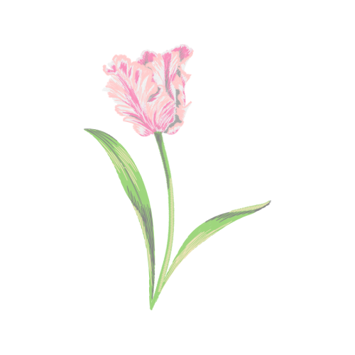 Slipper Orchids Wedding Slipper Orchids Wedding