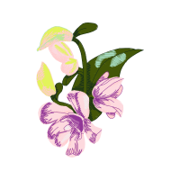 Slipper Orchids Wedding Slipper Orchids Wedding