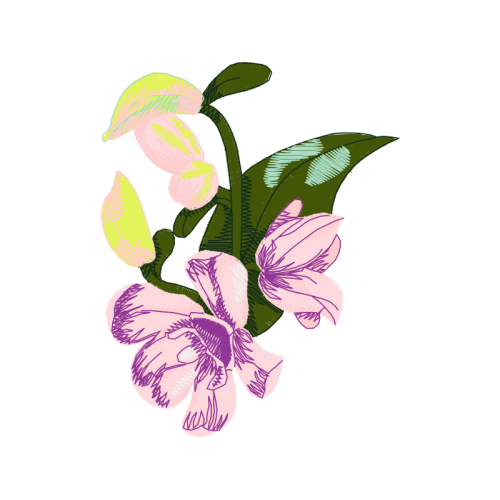 Slipper Orchids Wedding Slipper Orchids Wedding