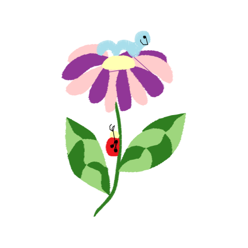 Slipper Orchids Wedding Slipper Orchids Wedding