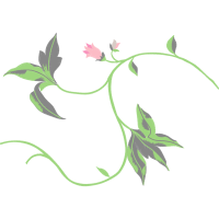 Slipper Orchids Wedding Slipper Orchids Wedding