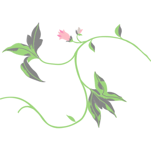 Slipper Orchids Wedding Slipper Orchids Wedding