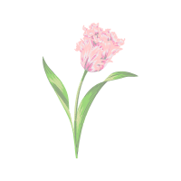 Spotted Joe Pye Weed Wedding Spotted Joe Pye Weed Wedding