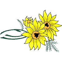 Transvaal Daisy Wedding Transvaal Daisy Wedding