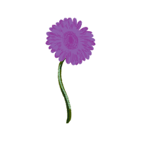 Transvaal Daisy Wedding