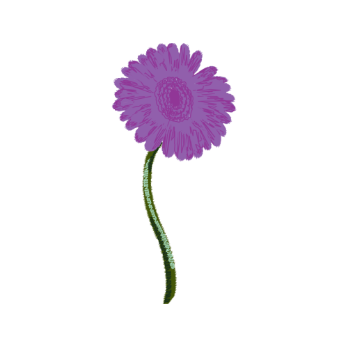 Transvaal Daisy Wedding Transvaal Daisy Wedding