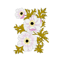 Transvaal Daisy Wedding