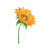 Transvaal Daisy Wedding Transvaal Daisy Wedding