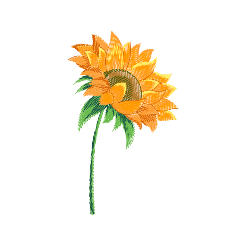 Transvaal Daisy Wedding Transvaal Daisy Wedding