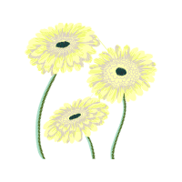 Transvaal Daisy Wedding Transvaal Daisy Wedding