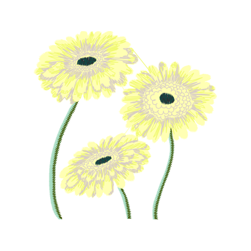 Transvaal Daisy Wedding Transvaal Daisy Wedding